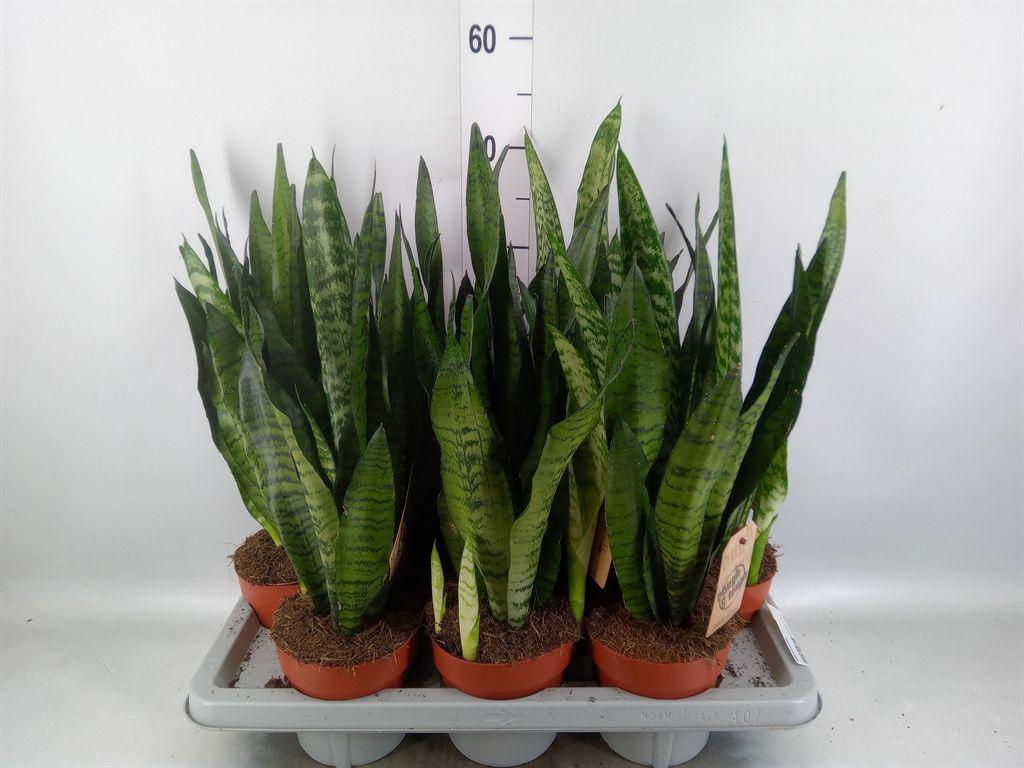 Горшечные цветы и растения оптом Sansevieria Zeylanica от 7шт из Голландии с доставкой по России