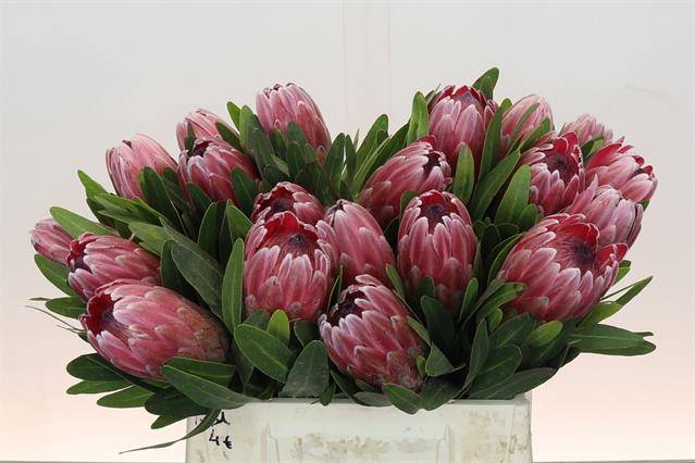 Срезанные цветы оптом Protea pink ice от 20шт из Голландии с доставкой по России Срезанные цветы оптом Protea pink ice от 20шт из Голландии с доставкой по России