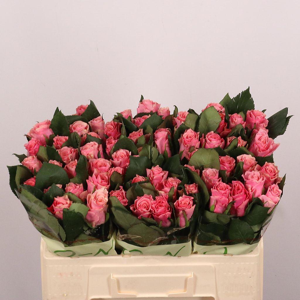 Срезанные цветы оптом Rosa large light pink tacazzi+ от 80шт. из Голландии с доставкой по России