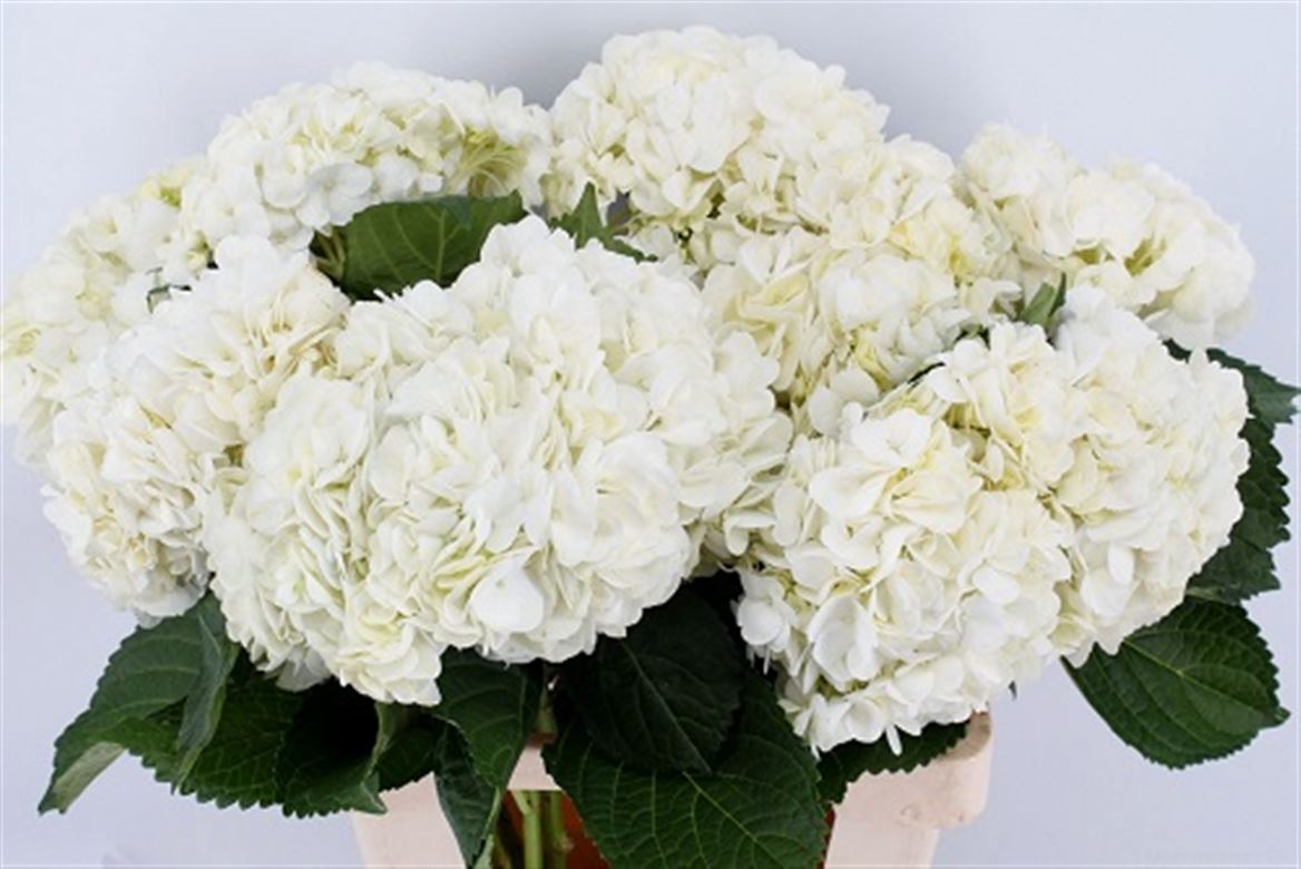Срезанные цветы оптом Hydrangea therese от 12шт. из Голландии с доставкой по России