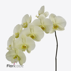 Срезанные цветы оптом Phalaenopsis limon bella (per stem) от 12шт из Голландии с доставкой по России