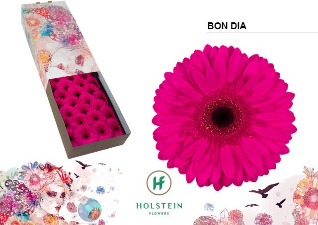 Срезанные цветы оптом Gerbera bon dia от 50шт. из Голландии с доставкой по России