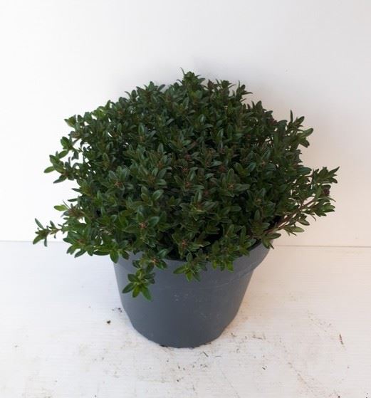 Горшечные цветы и растения оптом Satureja Montana от 8шт из Голландии с доставкой по России