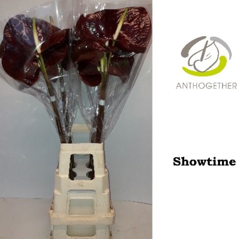 Срезанные цветы оптом Anthurium showtime от 20шт из Голландии с доставкой по России