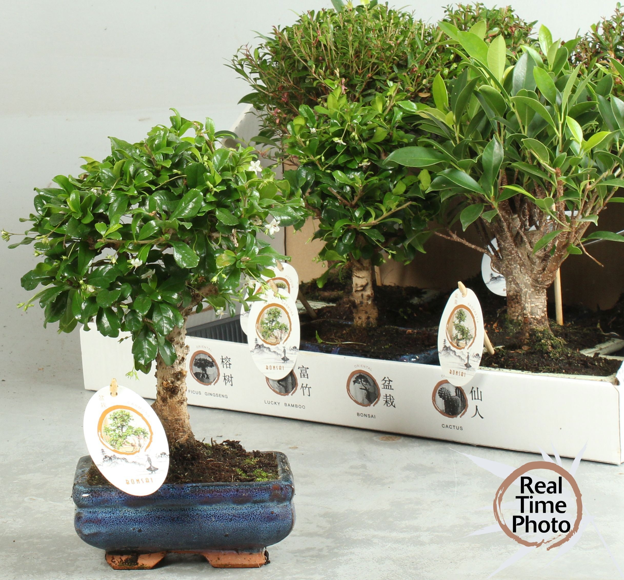 Горшечные цветы и растения оптом Bonsai Gem от 8шт из Голландии с доставкой по России