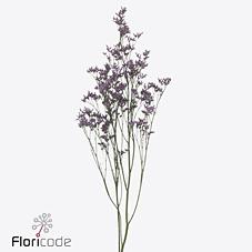 Срезанные цветы оптом Limonium piuma sky от 50шт из Голландии с доставкой по России Срезанные цветы оптом Limonium piuma sky от 50шт из Голландии с доставкой по России