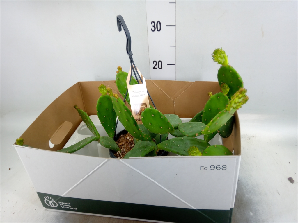 Горшечные цветы и растения оптом Opuntia Humifusa от 1шт из Голландии с доставкой по России