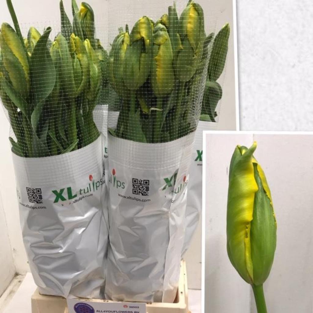 Срезанные цветы оптом Tulipa pa la courtine parrot от 50шт из Голландии с доставкой по России