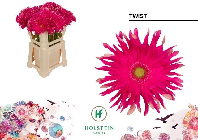 Срезанные цветы оптом Gerbera gerpasta twist от 40шт из Голландии с доставкой по России