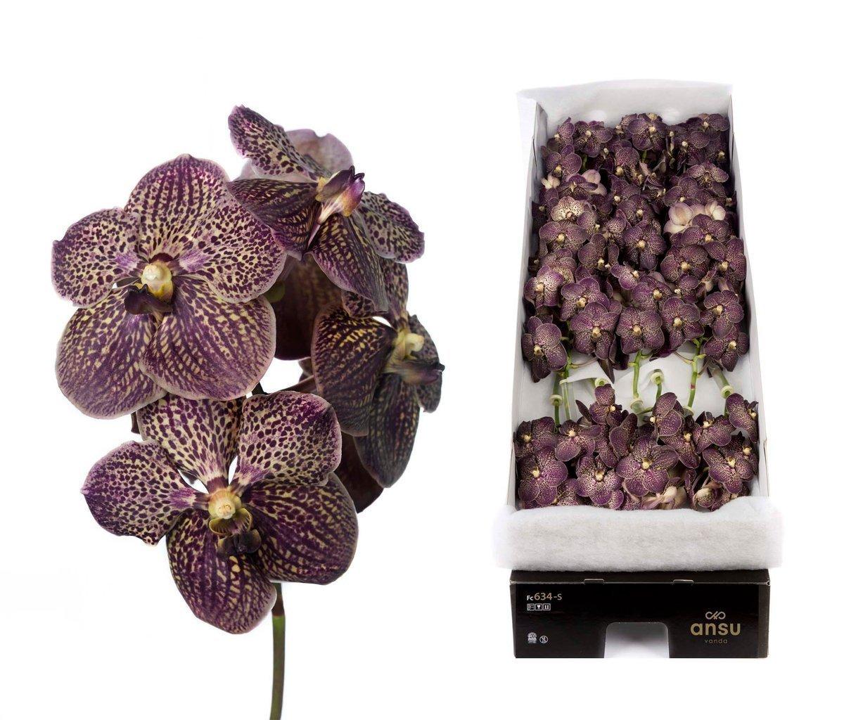 Срезанные цветы оптом Vanda sunanda chocolate brown per stem A от 8шт из Голландии с доставкой по России
