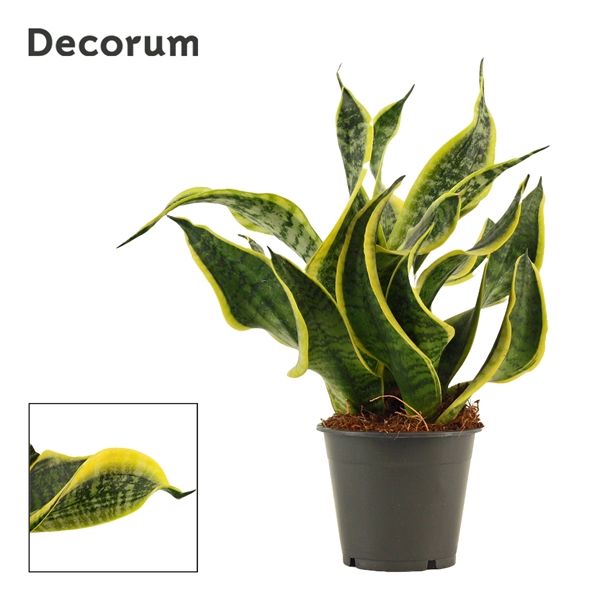 Горшечные цветы и растения оптом Sansevieria Dragon Tongue (decorum) от 10шт из Голландии с доставкой по России