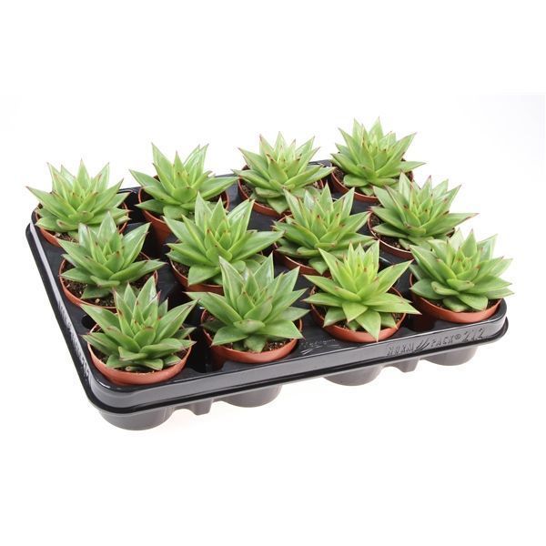 Горшечные цветы и растения оптом Echeveria Ebony от 12шт из Голландии с доставкой по России