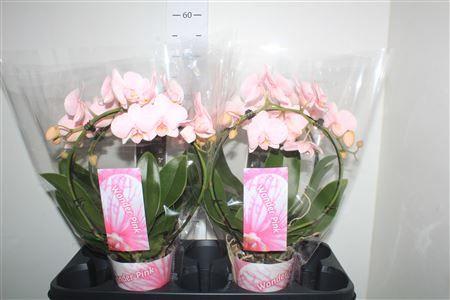 Горшечные цветы и растения оптом Phal ** Paint ** Boog Pink 2 Branches 18+ от 4шт из Голландии с доставкой по России