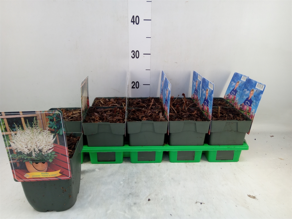 Горшечные цветы и растения оптом Astilbe   ... от 10шт из Голландии с доставкой по России