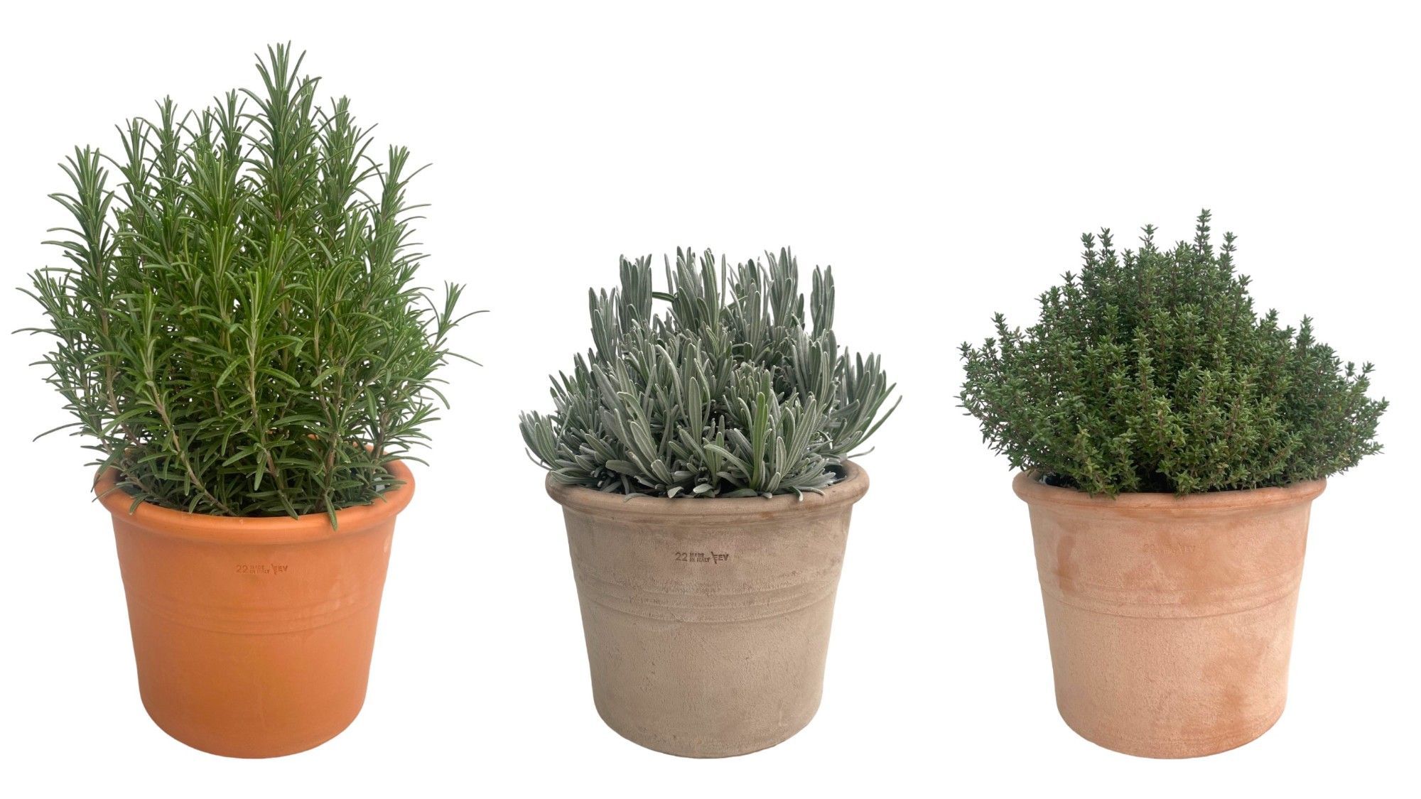 Горшечные цветы и растения оптом Tuinkruiden Gem от 3шт из Голландии с доставкой по России