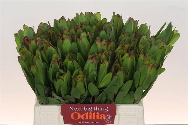 Срезанные цветы оптом Leucadendron saf goldstrike от 60шт из Голландии с доставкой по России