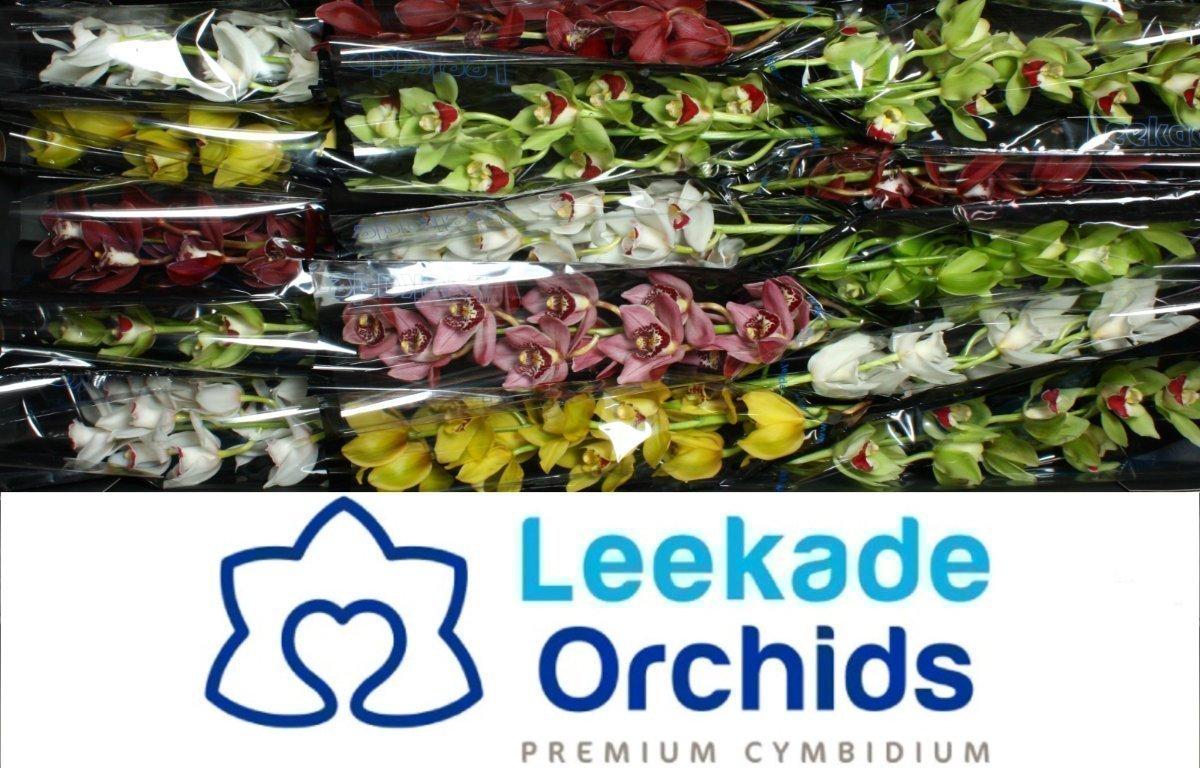 Срезанные цветы оптом Minicymbidium mix от 15шт. из Голландии с доставкой по России