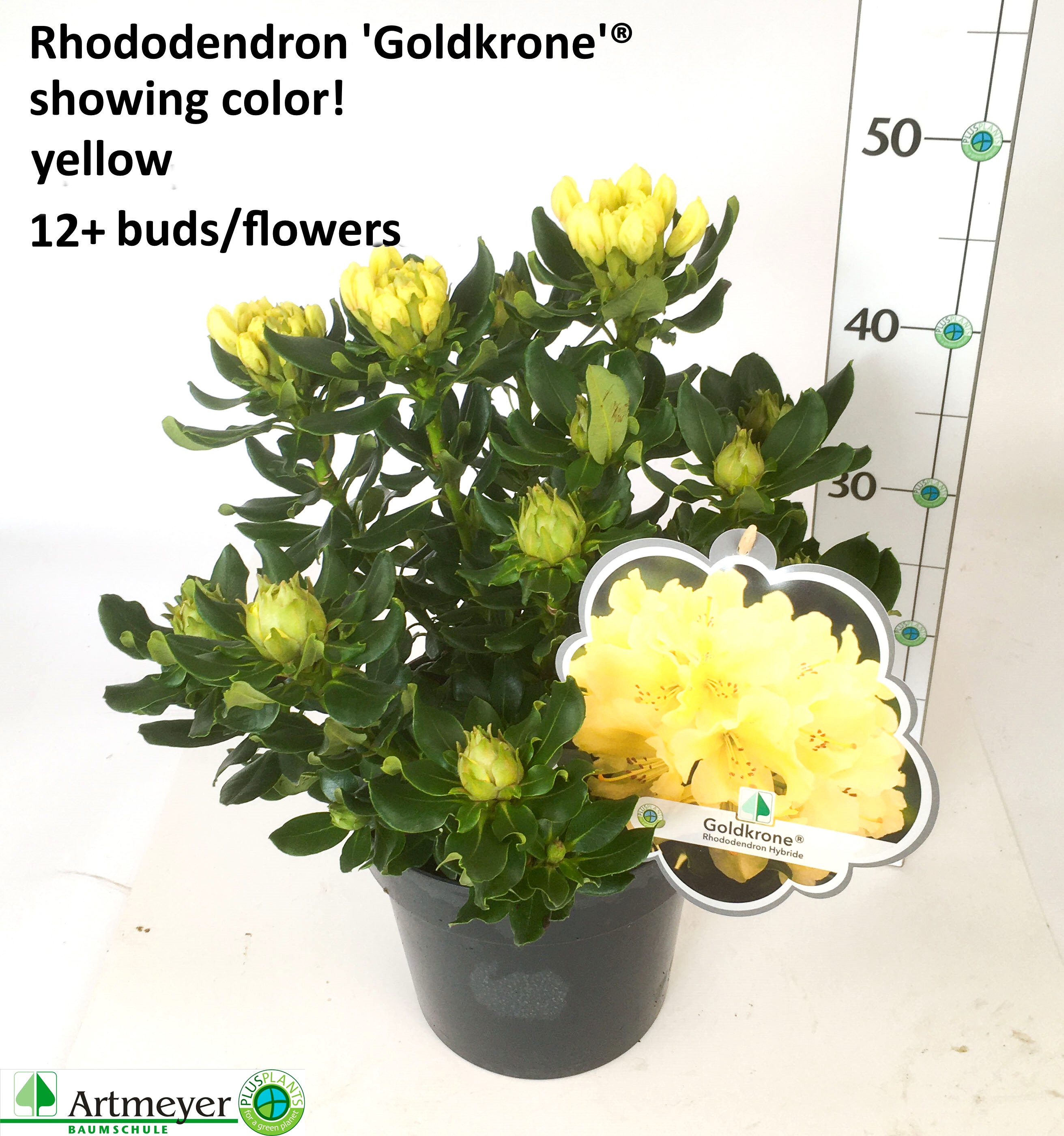 Горшечные цветы и растения оптом Rhod Wa Goldkrone от 1шт из Голландии с доставкой по России