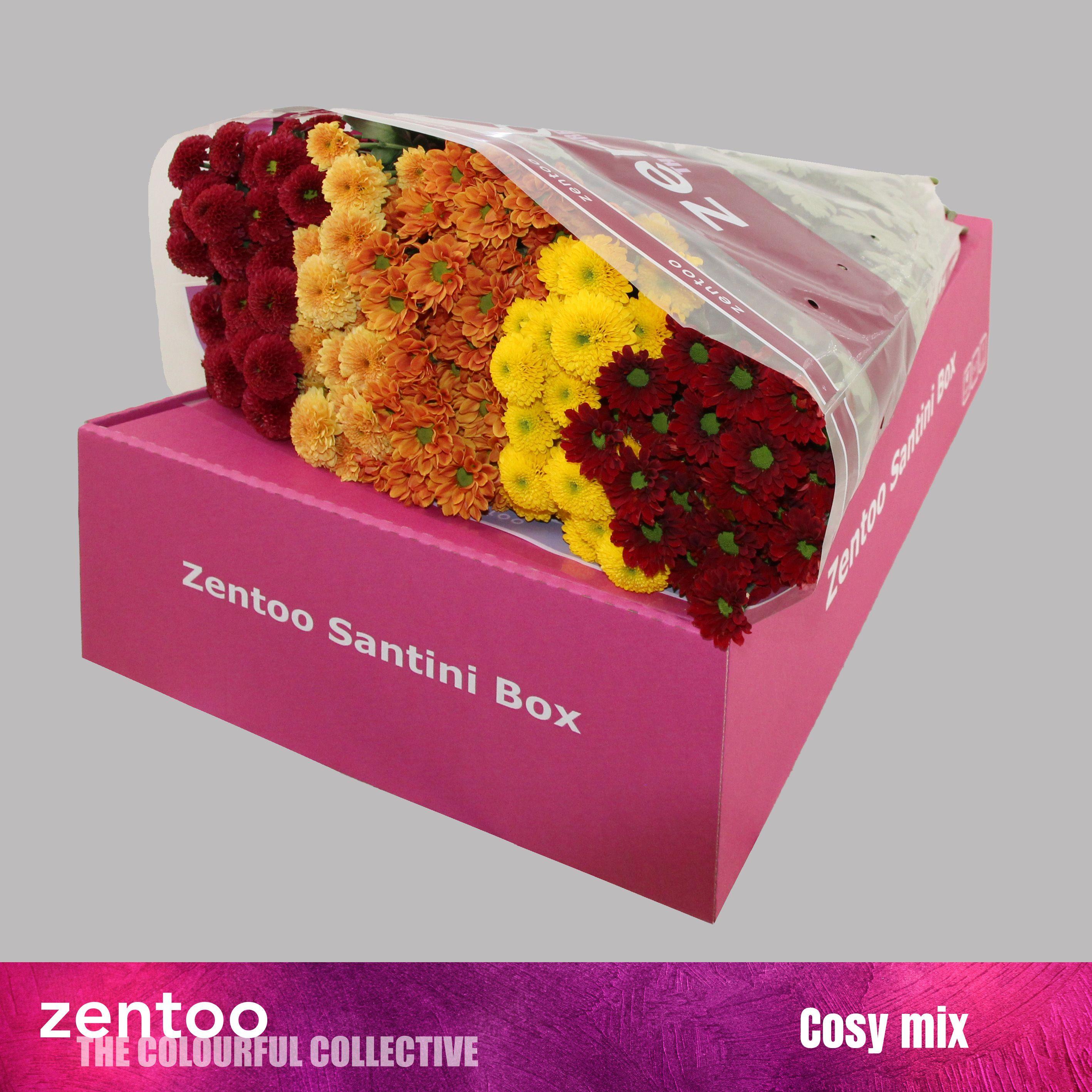 Срезанные цветы оптом Chrys sa mix cosy от 25шт из Голландии с доставкой по России