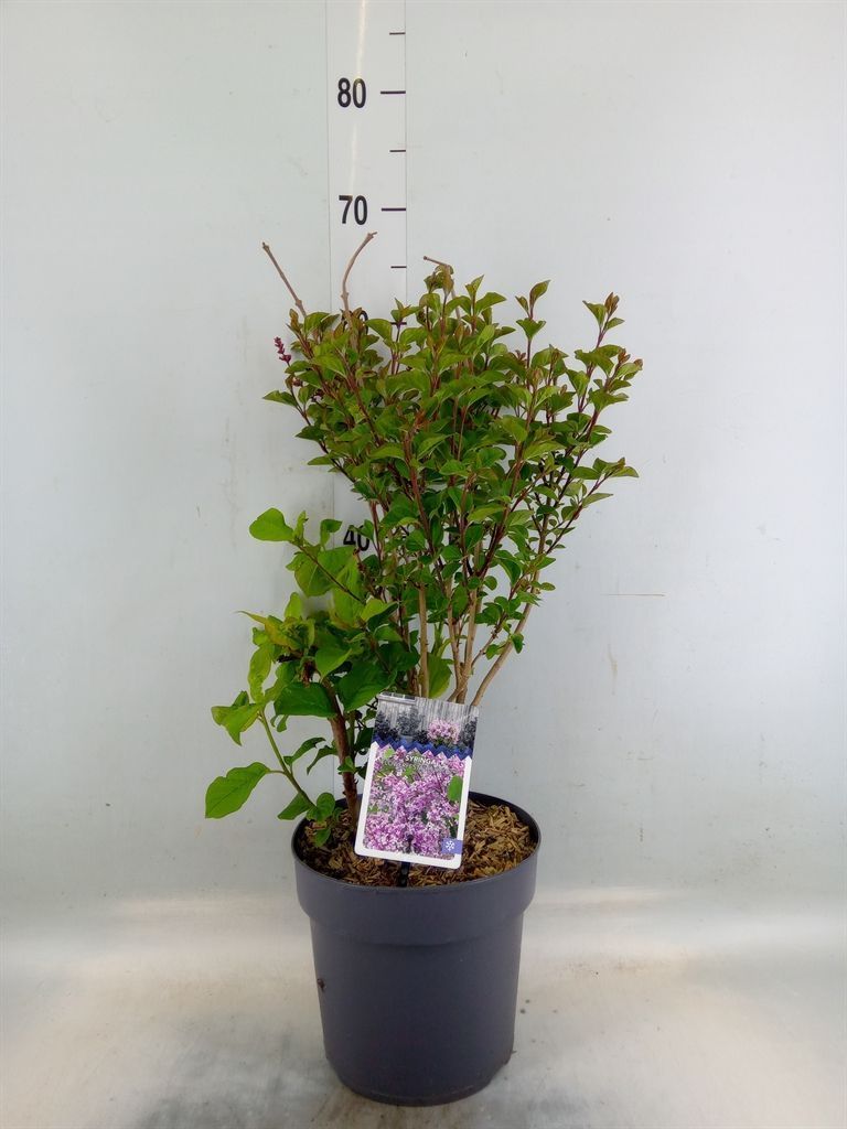 Горшечные цветы и растения оптом Syringa   ...mix от 1шт из Голландии с доставкой по России