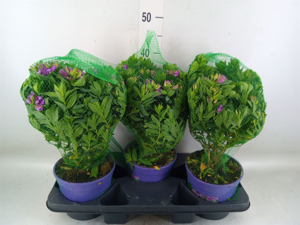 Горшечные цветы и растения оптом Polygala Myrtifolia от 3шт из Голландии с доставкой по России