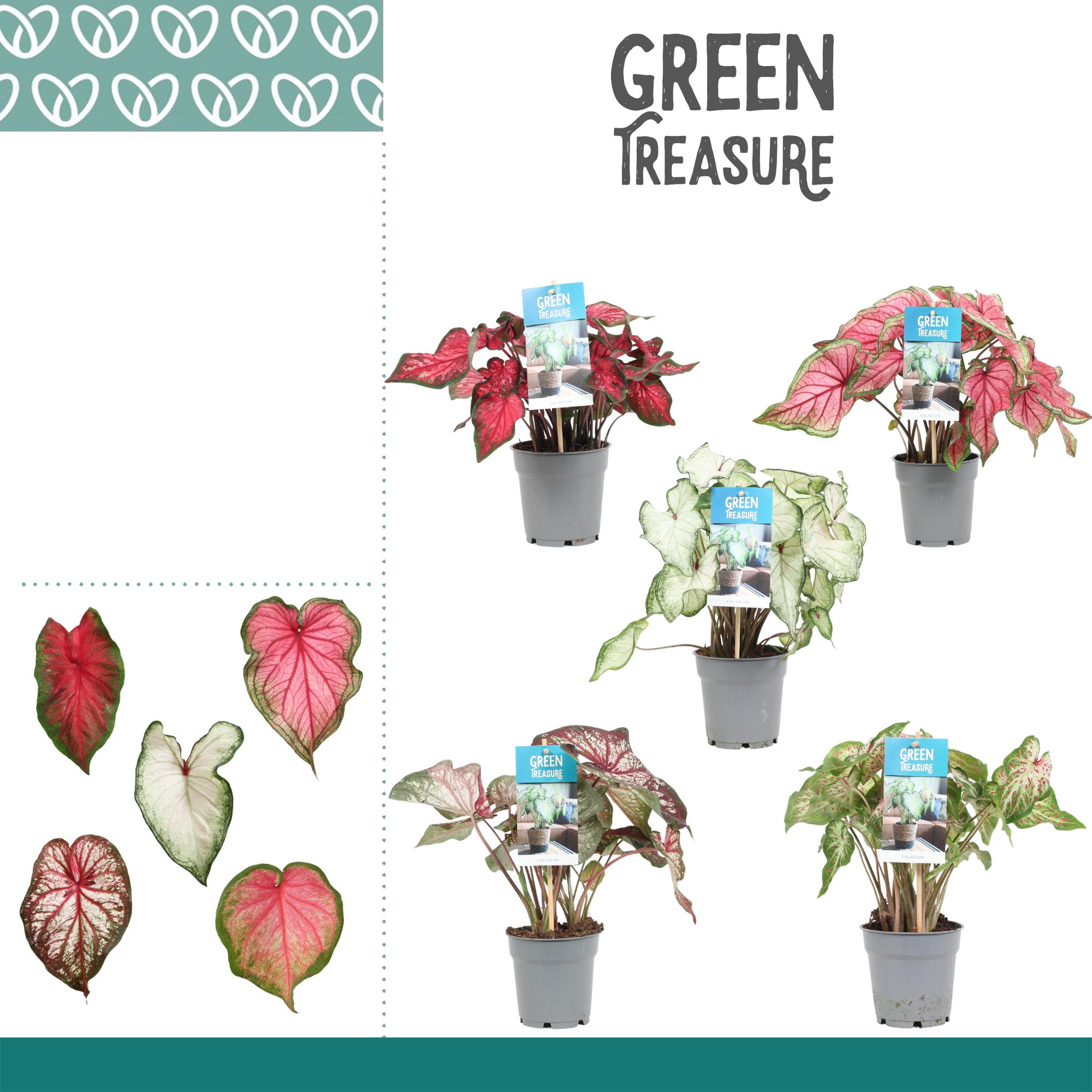 Горшечные цветы и растения оптом Caladium Mix от 6шт из Голландии с доставкой по России
