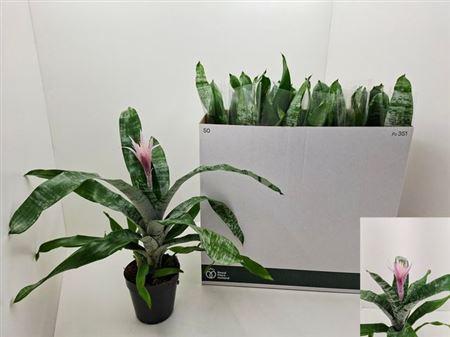 Горшечные цветы и растения оптом Aech Ov от 8шт из Голландии с доставкой по России