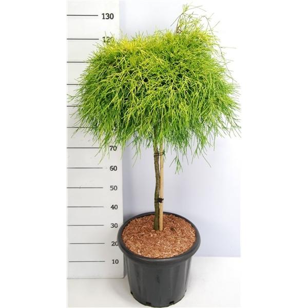 Горшечные цветы и растения оптом Chamaecyparis Pis Sungold On Stem от 1шт из Голландии с доставкой по России