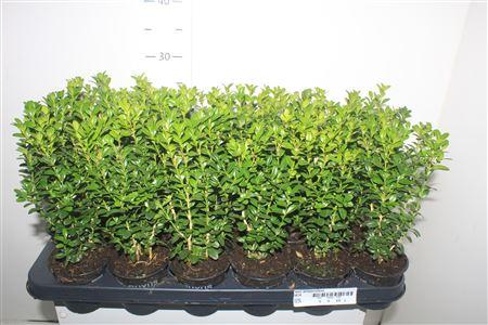 Горшечные цветы и растения оптом Buxu Sempervirens от 18шт (для телеги) из Голландии с доставкой по России