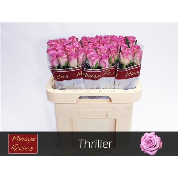 Срезанные цветы оптом Rosa large thriller от 60шт из Голландии с доставкой по России