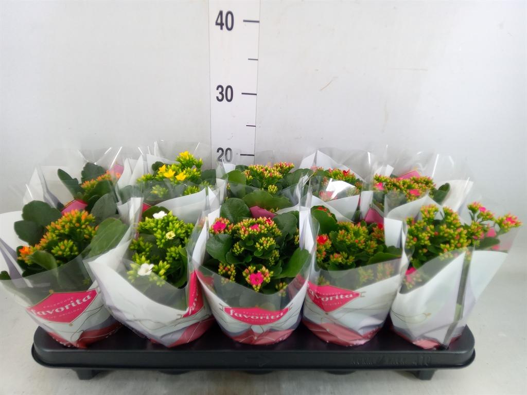 Горшечные цветы и растения оптом Kalanchoe Blos.   ..mix 6 от 10шт из Голландии с доставкой по России