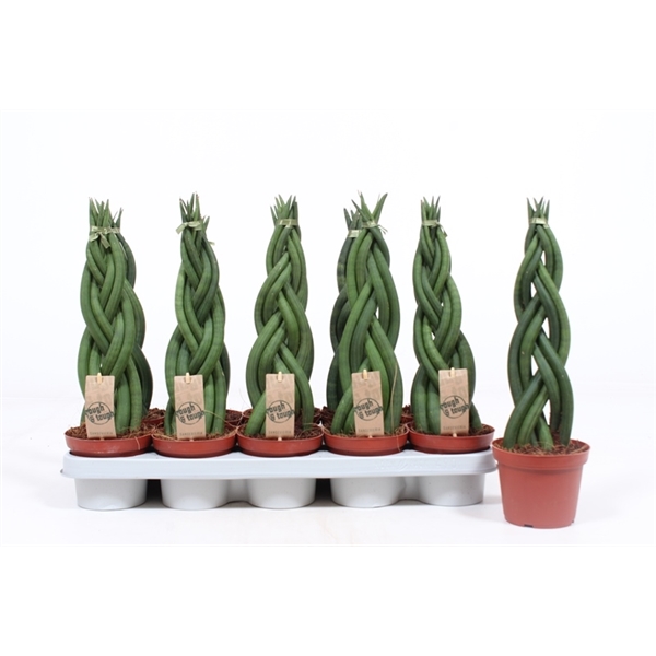 Горшечные цветы и растения оптом Sansevieria Twister от 6шт из Голландии с доставкой по России