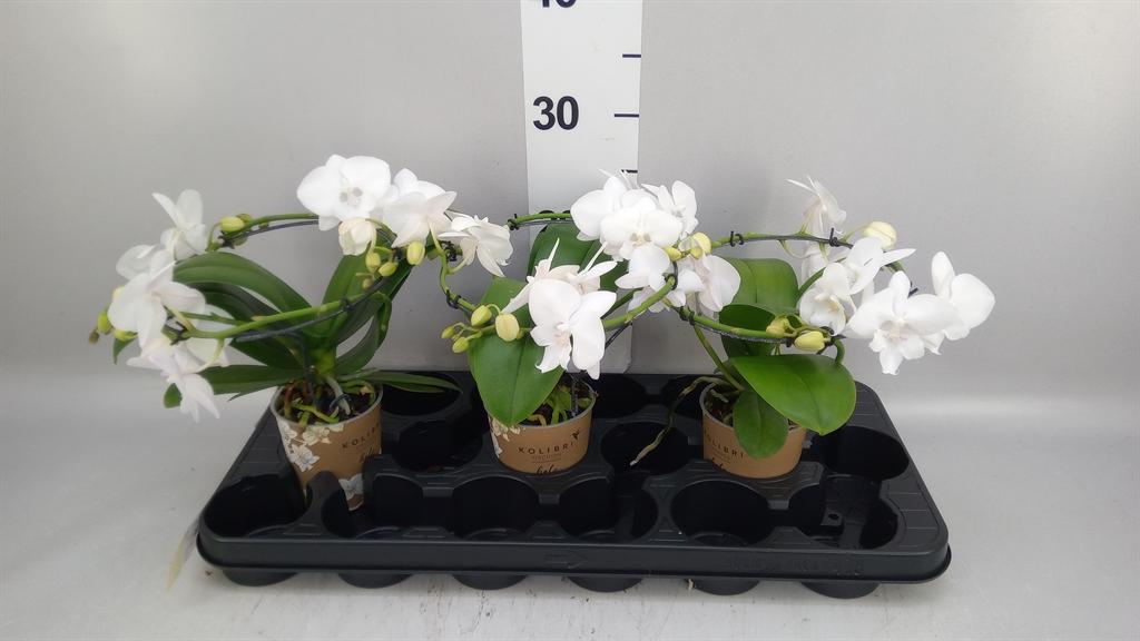 Горшечные цветы и растения оптом Phalaenopsis Multi. ...white от 3шт (для телеги) из Голландии с доставкой по России