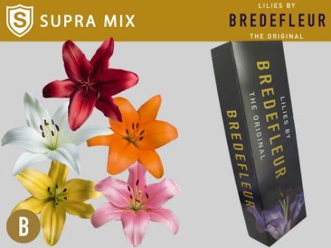 Срезанные цветы оптом Lilium la mix Supra Bredefleur A от 50шт из Голландии с доставкой по России