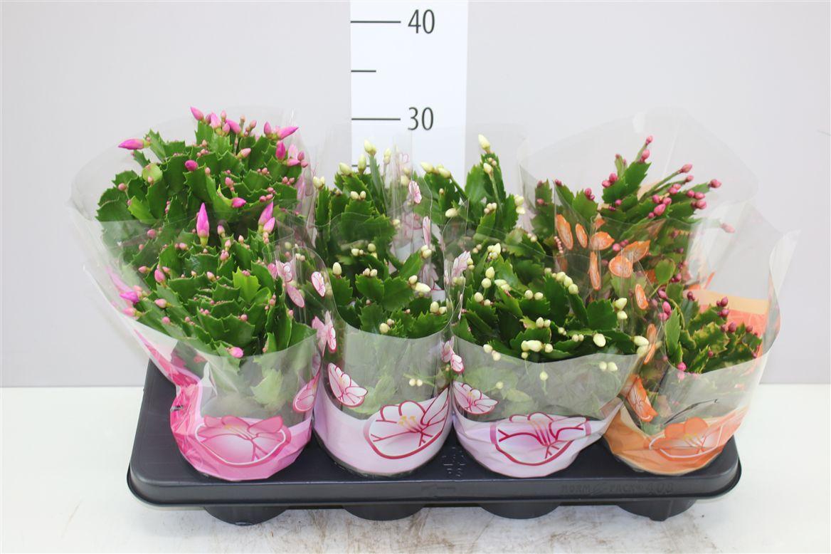 Горшечные цветы и растения оптом Schlumbergera Gemengd от 8шт из Голландии с доставкой по России