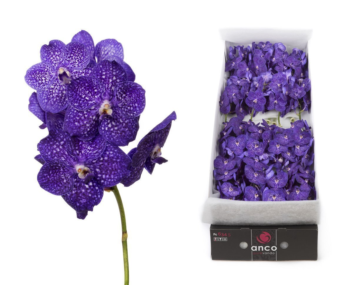 Срезанные цветы оптом Vanda nitaya tweed blue per stem от 20шт из Голландии с доставкой по России