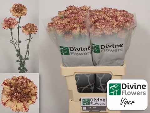 Срезанные цветы оптом Dianthus st viper от 80шт из Голландии с доставкой по России