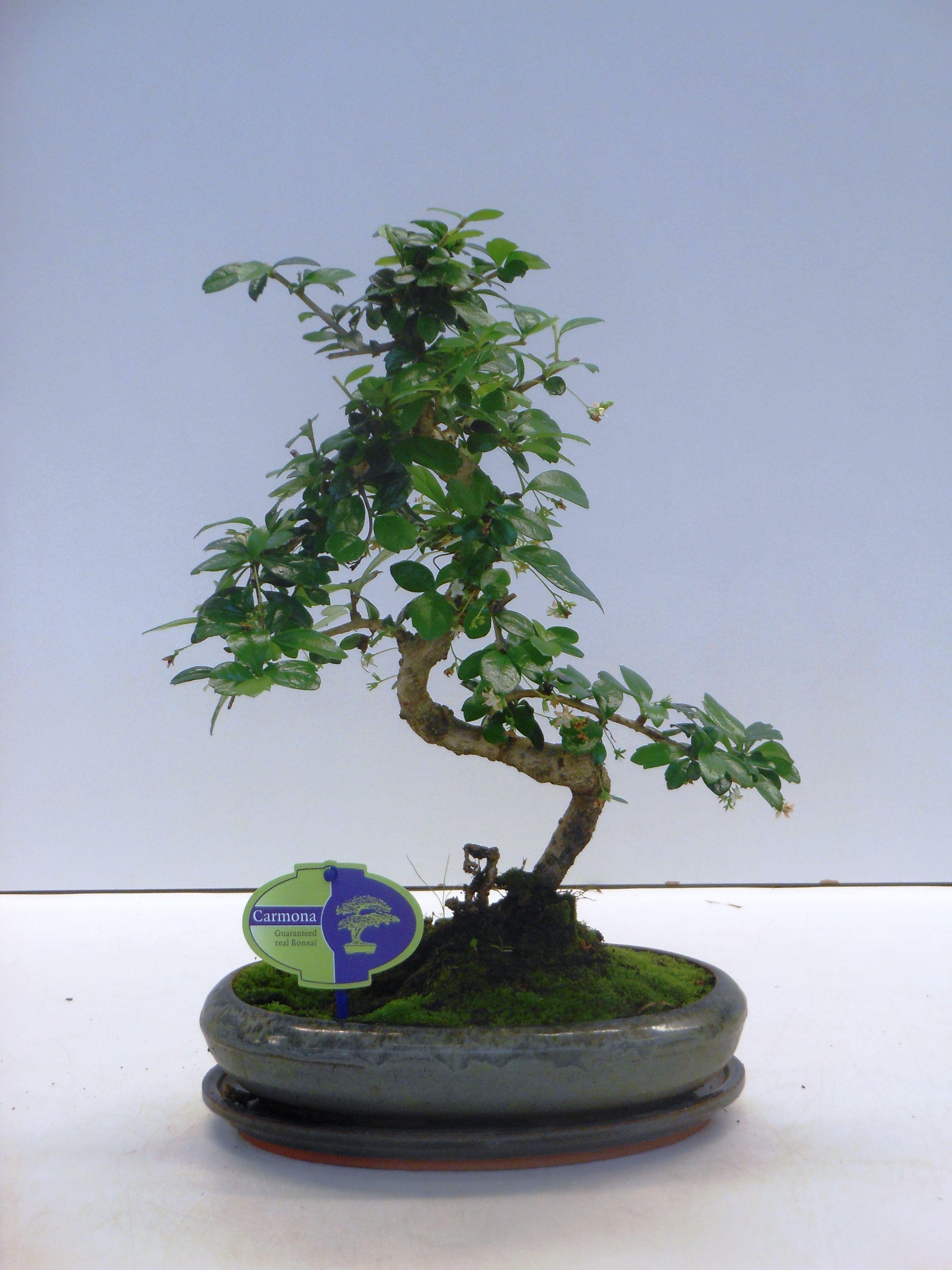 Горшечные цветы и растения оптом Bonsai Carmona Macrophylla, With Drip от 4шт из Голландии с доставкой по России