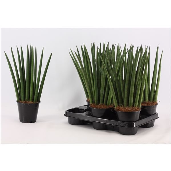 Горшечные цветы и растения оптом Sansevieria Cylindrica Fan от 10шт из Голландии с доставкой по России