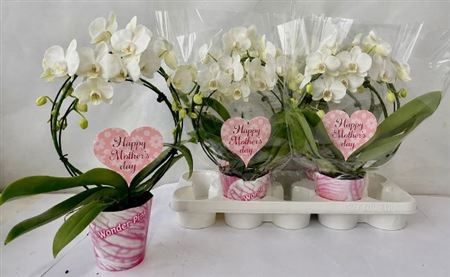 Горшечные цветы и растения оптом Phal Bog White 2 Branches 18+ от 4шт из Голландии с доставкой по России