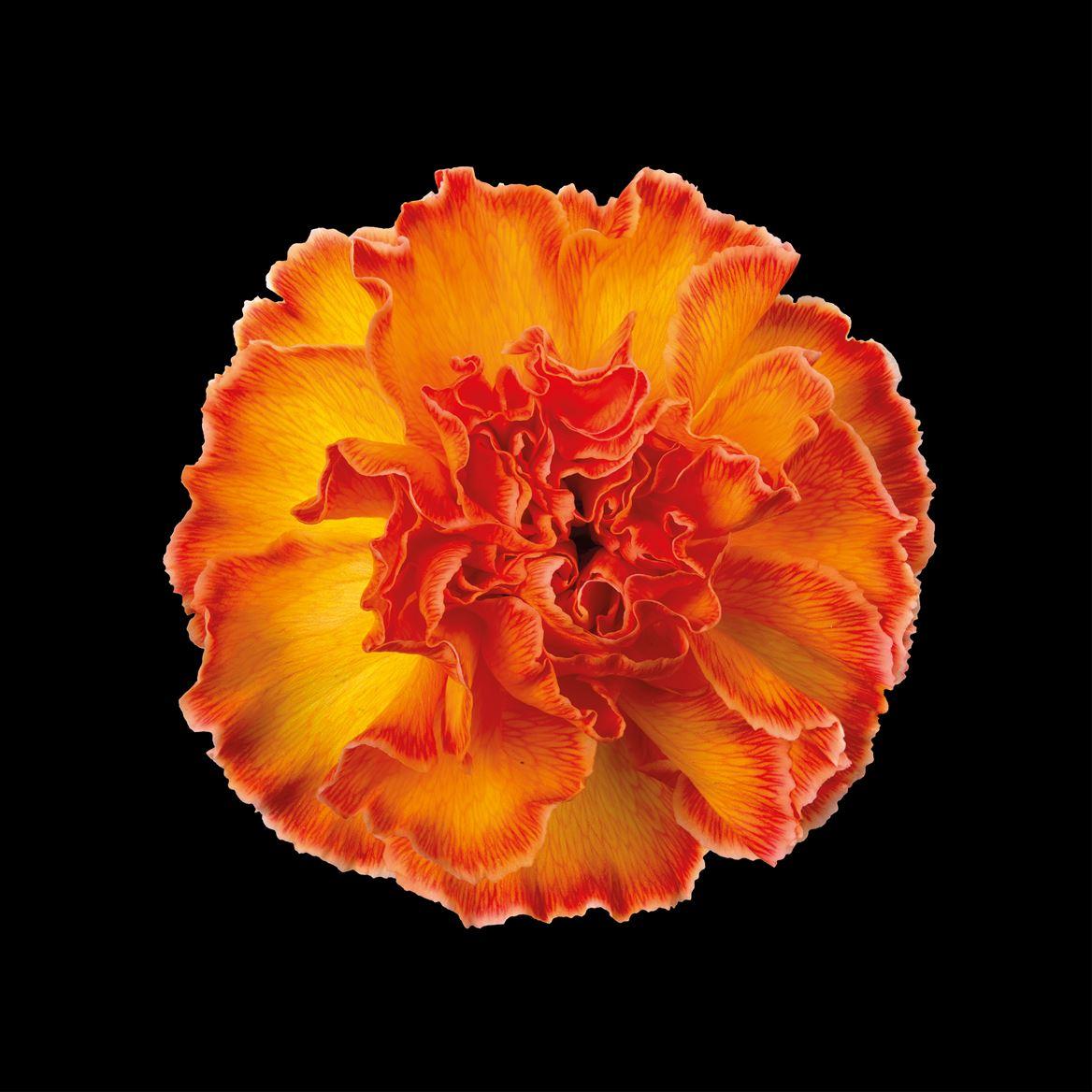 Срезанные цветы оптом Dianthus st paint moonshine от 80шт из Голландии с доставкой по России