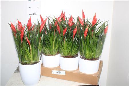 Горшечные цветы и растения оптом ** Vries Astrid Keramiek Wit * Spring Deal * от 6шт из Голландии с доставкой по России