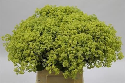 Срезанные цветы оптом Alchemilla robustica от 100шт из Голландии с доставкой по России