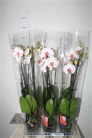Горшечные цветы и растения оптом Phal Calypso 2 Branches 18+ от 6шт из Голландии с доставкой по России