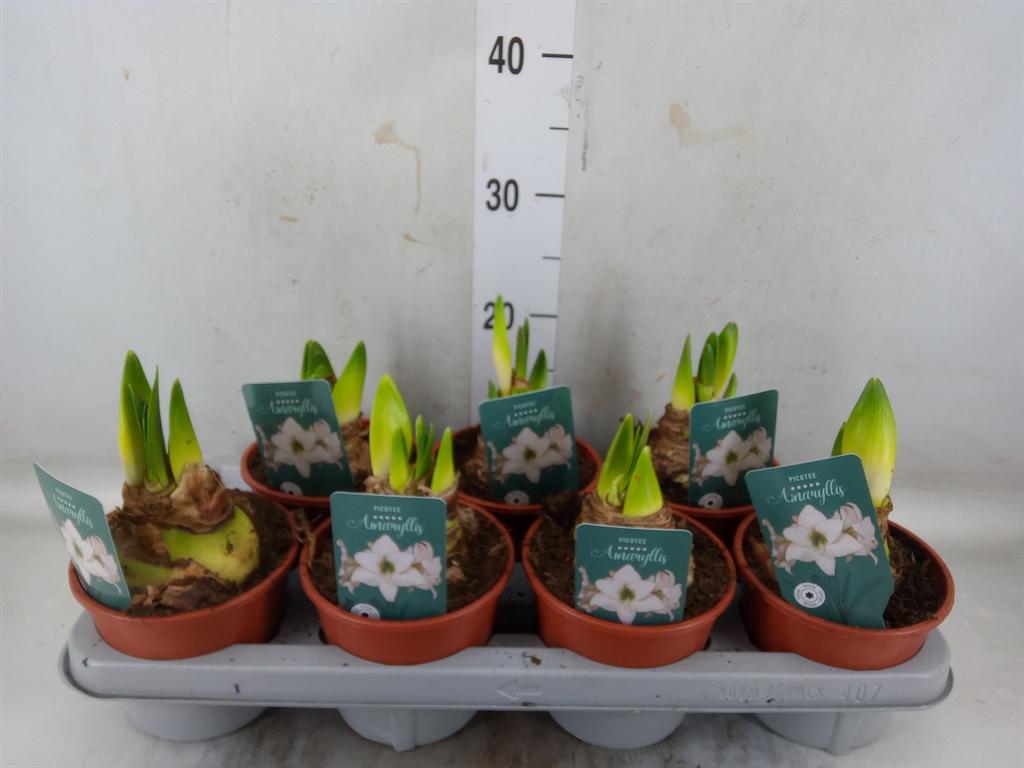 Горшечные цветы и растения оптом Hippeastrum   ... от 7шт'' из Голландии с доставкой по России