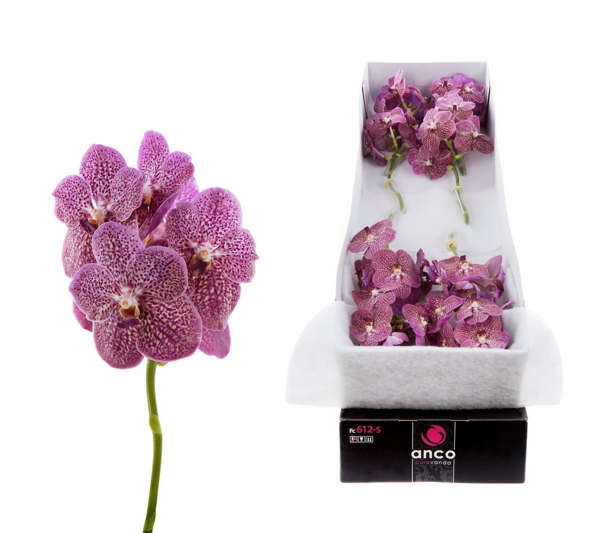 Срезанные цветы оптом Vanda nitaya tropical punch per stem от 10шт из Голландии с доставкой по России