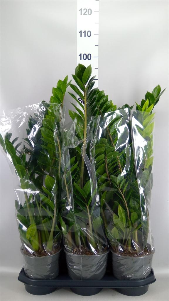 Горшечные цветы и растения оптом Zamioculcas Zamiifolia от 3шт из Голландии с доставкой по России