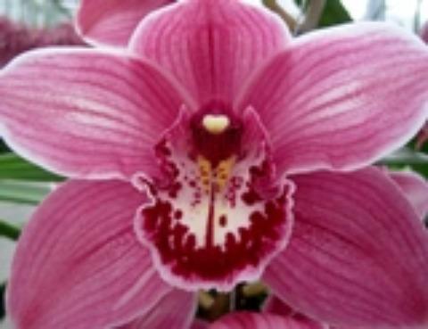 Срезанные цветы оптом Cymbidium pink monica от 2шт из Голландии с доставкой по России