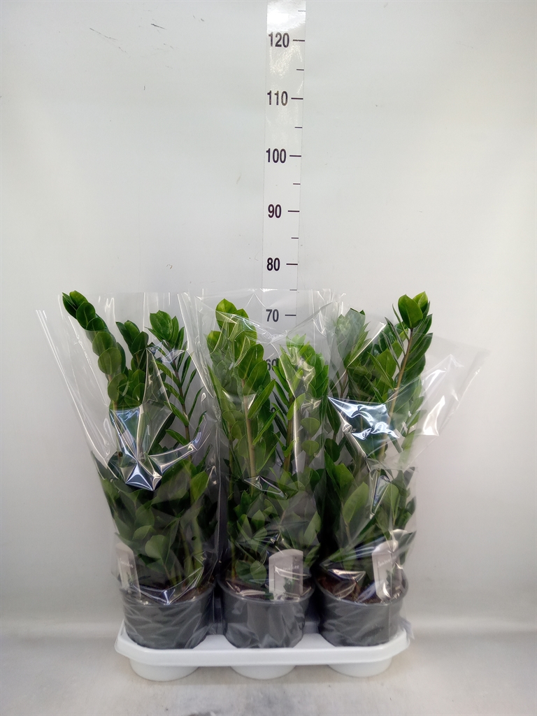 Горшечные цветы и растения оптом Zamioculcas Zamiifolia от 3шт из Голландии с доставкой по России