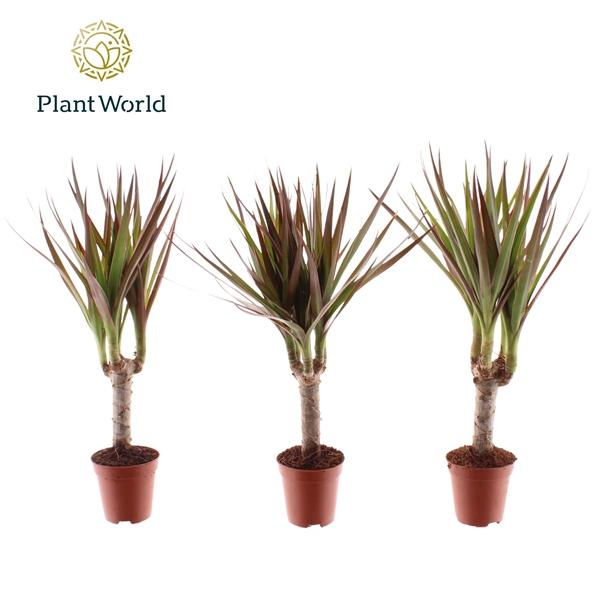 Горшечные цветы и растения оптом Drac Magenta Tiny Tummy (decorum) от 20шт (для телеги) из Голландии с доставкой по России Горшечные цветы и растения оптом Drac Magenta Tiny Tummy (decorum) от 20шт (для телеги) из Голландии с доставкой по России